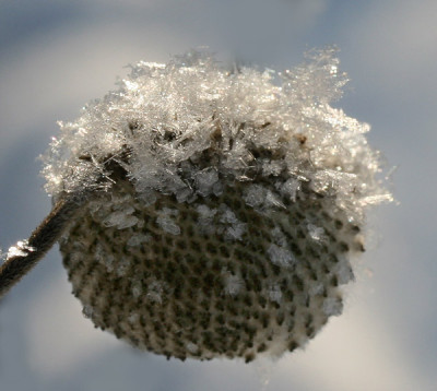 Schneekristall-8.jpg