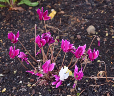 Cyclamen_hederifolium-purpur.17-1.jpg