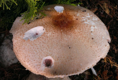 Pilz.18.8.17-1.jpg