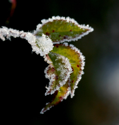 Schneekristall-5.jpg