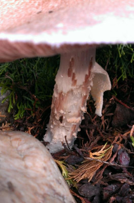 Pilz.18.8.17-2.jpg