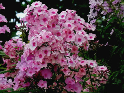 32.Sä.Rosa Farbspiel_Ga 2_Ga 2_RIMG1582.JPG
