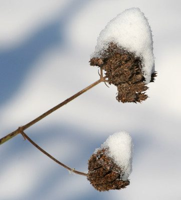 Verbena-bon.-mit-Schneemutz.jpg