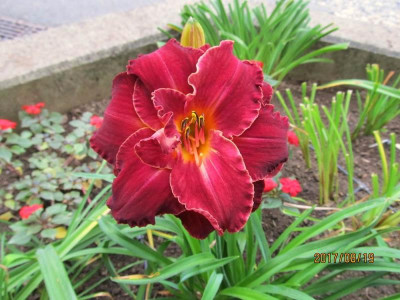 IMG_6052 small.JPG