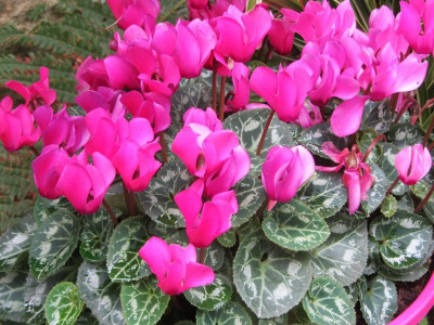 Cyclamen IMG_7459.jpg