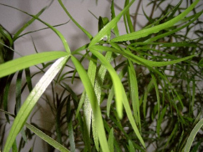 Asparagus-02.jpg