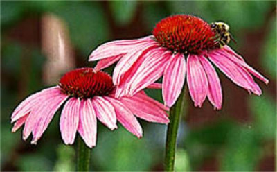 Echinacea-Avatar.jpg