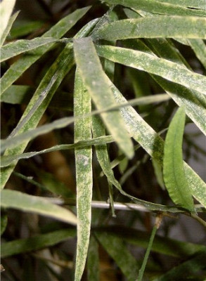 Asparagus-03.jpg