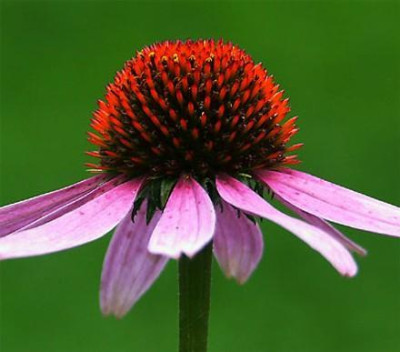 Echinacea-Avatar-01.jpg
