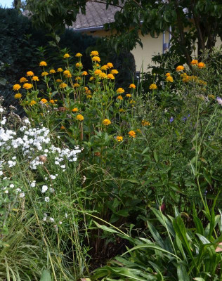 Heliopsis_scabra-Asahi.17-1.jpg