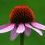 Echinacea-Avatar-02.jpg