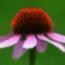 Echinacea-Avatar-03.jpg