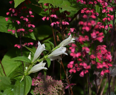 Gentiana_asclepiadea-Album.17-2.jpg