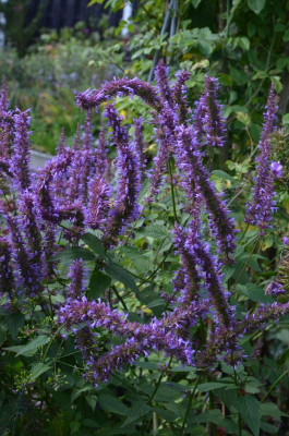 Agastache-TypPeine.17-1.jpg