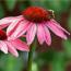 Echinacea-Avatar04.jpg