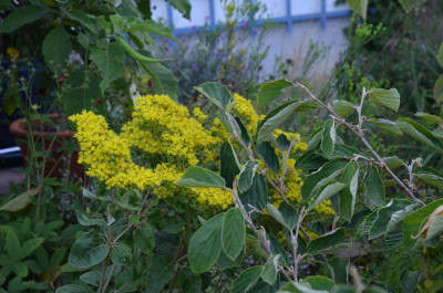 Eriogonum_allenii-LittleRascal.17-1.jpg