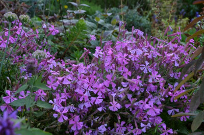 Silene_schafta-Splendens.17-1.jpg