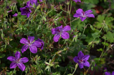 Geranium_wlassovianum-LakwijkStar.17-1.jpg