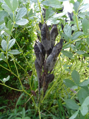 Seeds Baptisia australis minor.JPG