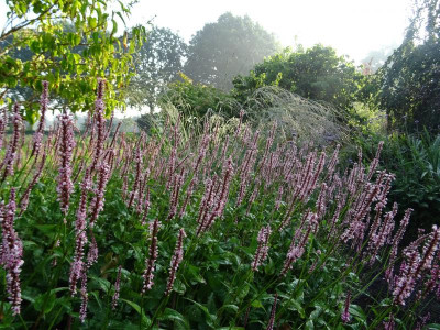 Persicaria amplexicaulis Roseum with Molinia.JPG