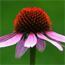Echinacea_65x65.jpg