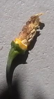 IMG0497A.jpg