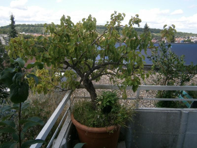 Aprikosenbaum 2017 002.JPG