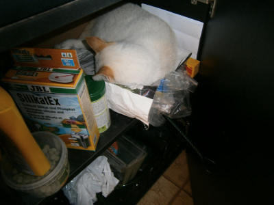 Pablo im Aquariumschrank 001.JPG