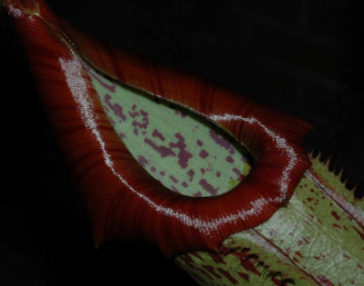 A1617a_Large.jpg