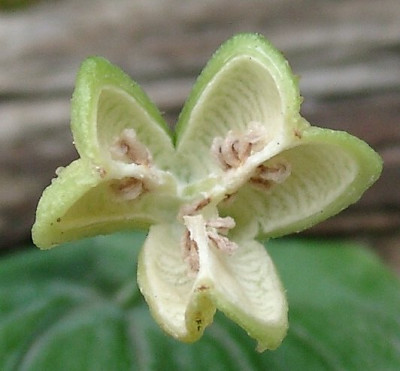 07130005_eUvularia_grandiflora_Samenskapsel.JPG