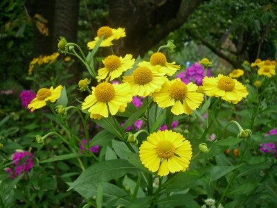 IMGP5486.JPG