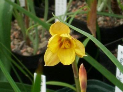 Habranthus tubispathus , Acis 013a.jpg