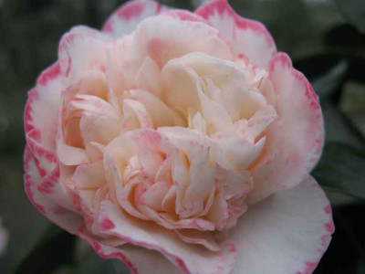 28.1._07.__Camellia_Margaret_Davis_005.JPG