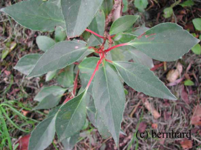 Schisandra_chinensis.jpg