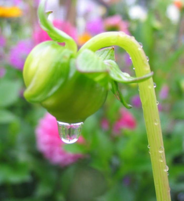 Dahlientropfen.jpg
