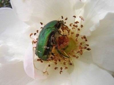 GroenanderungDSCN1432.JPG