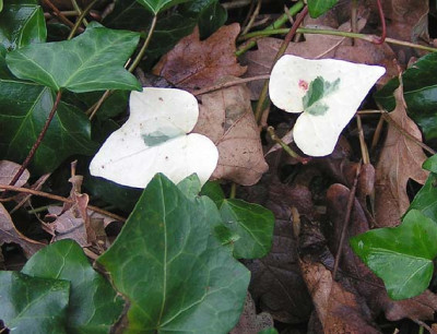 Hedera_Snow_Troll.jpg