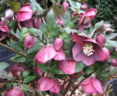 28.1._07._Helleborus_hi._li.__002.JPG