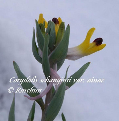 C._schanginii_07_forum.JPG