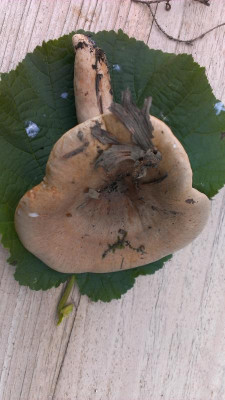 IMAG0807.jpg