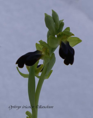 Op._iricolor_2007.JPG