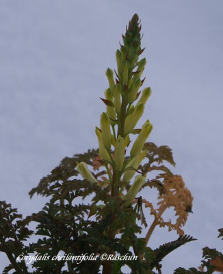 Corydalis_cheilantifolia.JPG