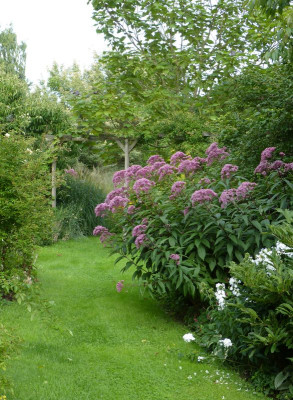 2017-08-22 Eupatorium.jpg