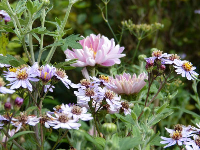 2017-08-22 Aster ageratoides var. ovatus 'Harry Smith'.jpg