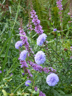 2017-08-22 Aster novi-belgii 'Marie Ballard'.jpg