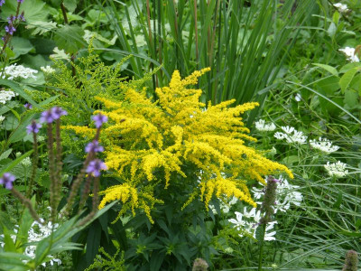 2017-08-22 Solidago 'Strahlenkrone'.jpg
