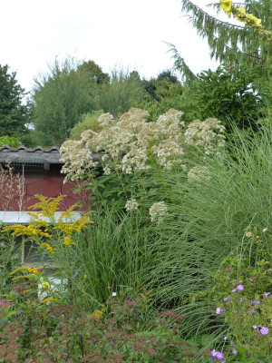 2017-08-22 Eupatorium 'Bartered Bride'.jpg