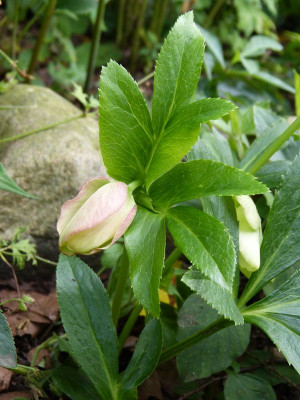 2017-08-22 Helleborus x hybridus.jpg