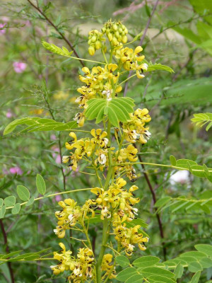 2017-08-22 Senna hebecarpa 2.jpg
