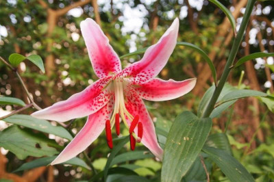 Lilium speciosum-2017 aug.jpg